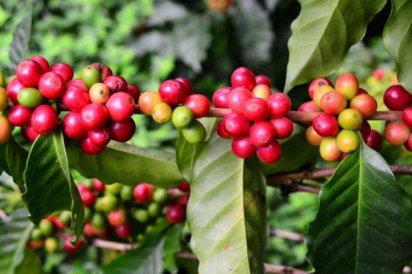 The Best Coffee in Coffs Harbour - Espresso Bar - Roastery - Palate & Ply